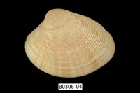 藏品(女神長文蛤(棕肋長文蛤))的圖片